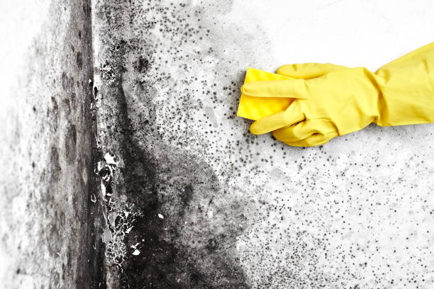 Best Same-Day Mold Removal  in New Port Richey, FL