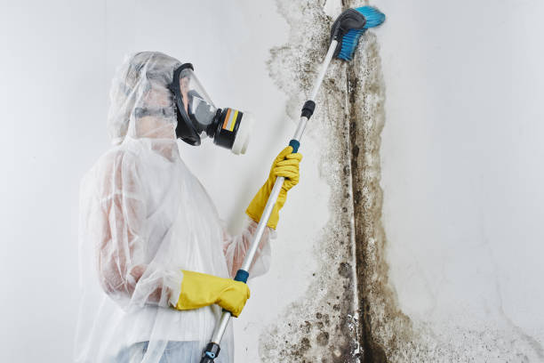  New Port Richey, FL Mold Removal Pros