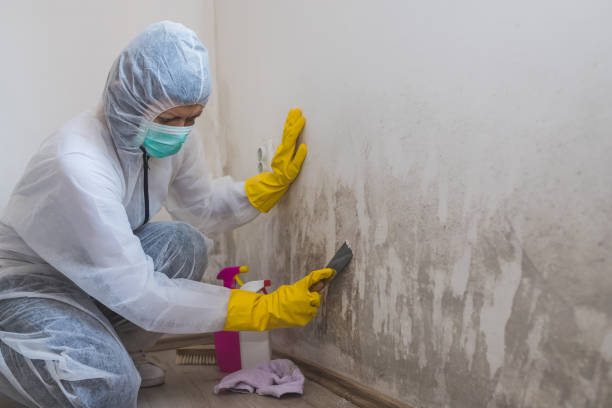 Office Mold Removal Services in New Port Richey, FL