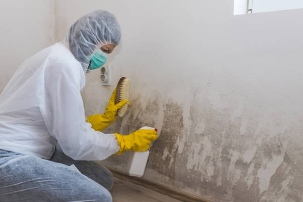 Best Mold Testing  in New Port Richey, FL