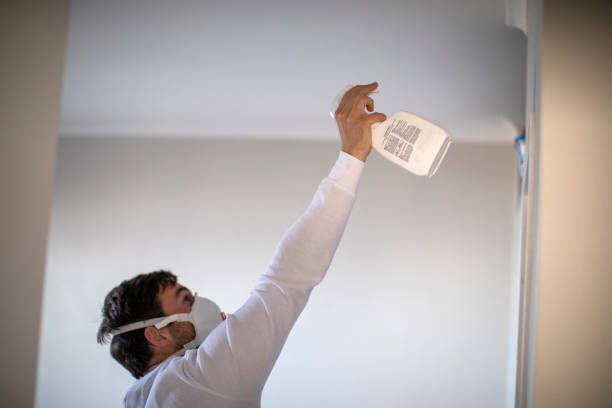 Best Fast Mold Removal  in New Port Richey, FL