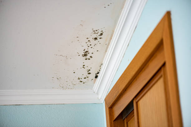 Best Local Mold Removal Service  in New Port Richey, FL