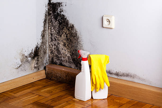 Mold Testing and Removal in New Port Richey, FL