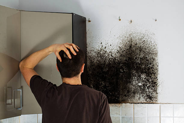 New Port Richey, FL Mold Removal Company