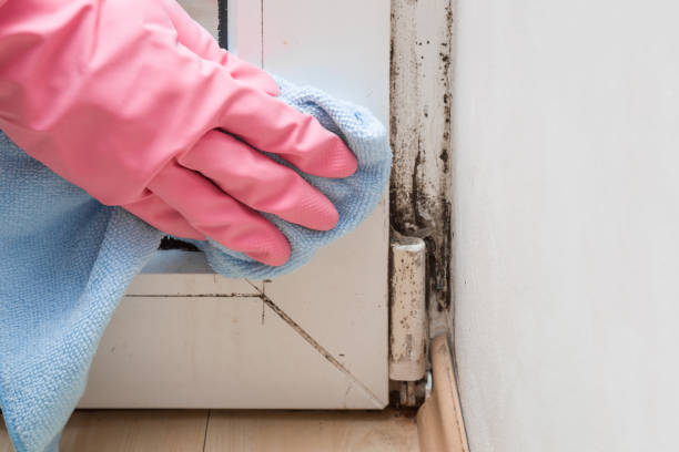 Best Emergency Mold Removal  in New Port Richey, FL